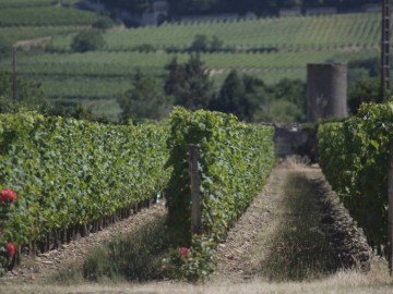 Domaine de Nerleux_5 Amélie NEAU - Libre de droit
