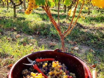 Domaine de Nerleux_9 Amélie NEAU - Libre de droit