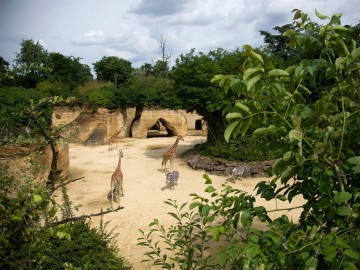 Camp-des-girafes Bioparc