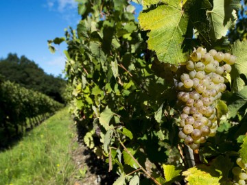domainedes2arcs-terranjou-49-4 ©Domaine des 2 arcs