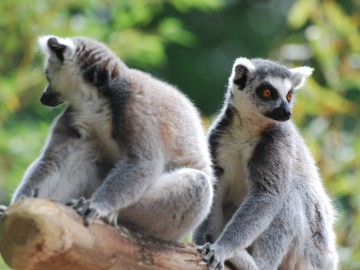 Zoo de La Flèche