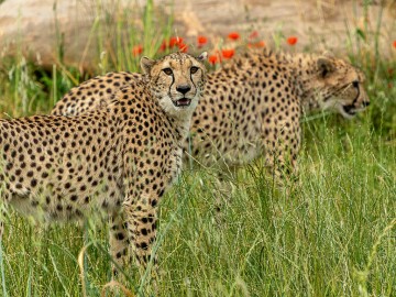 Guépard Bioparc-S.Gaudard