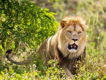 Lion Bioparc-P.Chabot