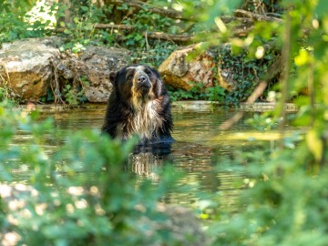 Ours-a-lunettes Bioparc-S.Gaudard