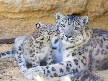 Panthère des neiges Bioparc-P.Chabot