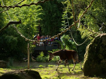 Sanctuaire-des-okapis Bioparc